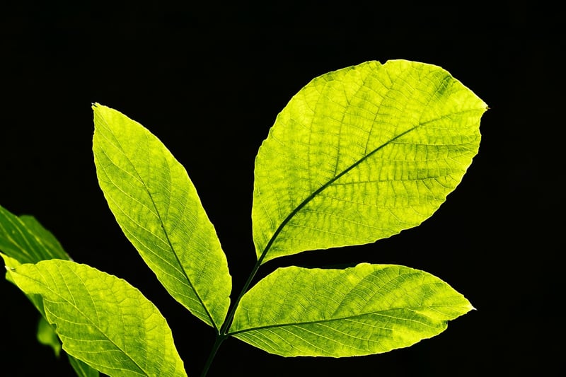 Leafy Greens